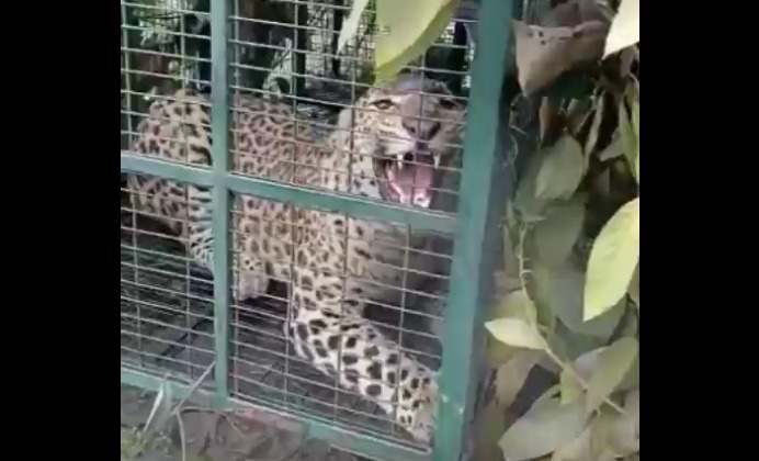 Leopard caught in Siliguri