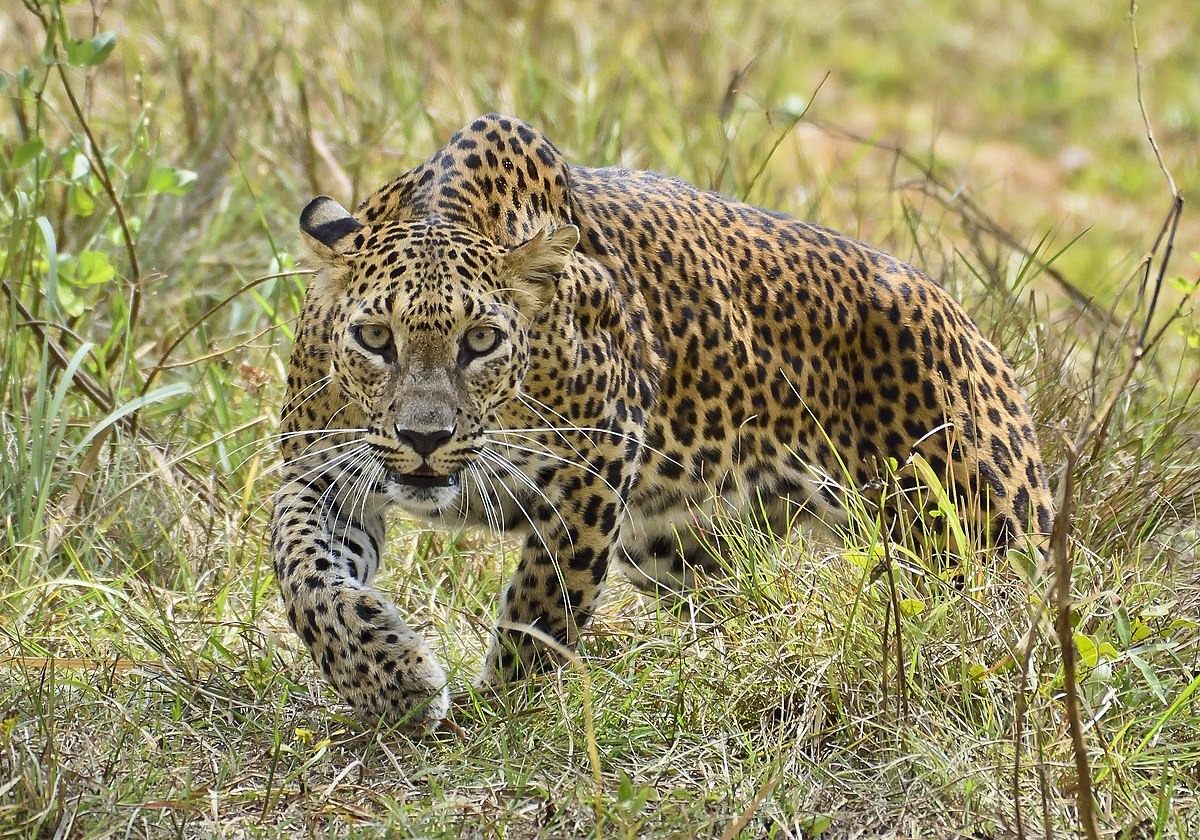 Leopard mauls 2 year old boy to death in Gujarat’s Amreli
