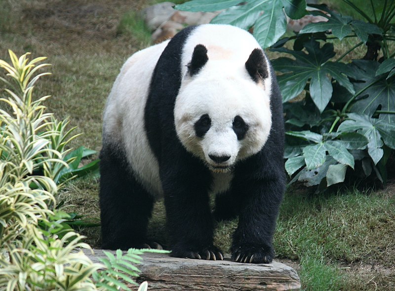 US is not going to have any panda for the first time in 50 years