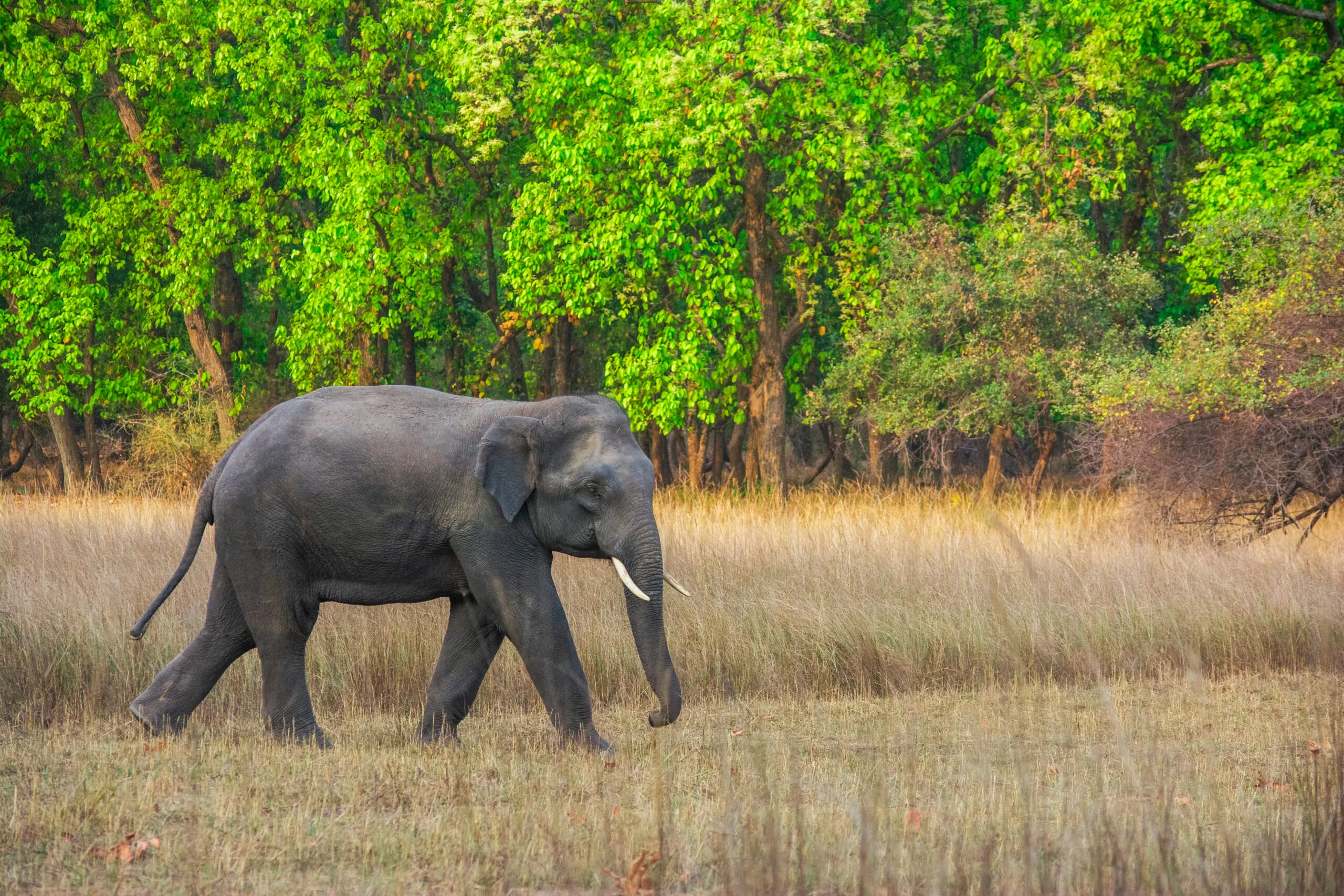 Recently a herd of wild elephants wreaked havoc and destroyed crops in the Jaldumur area near Sahudangi