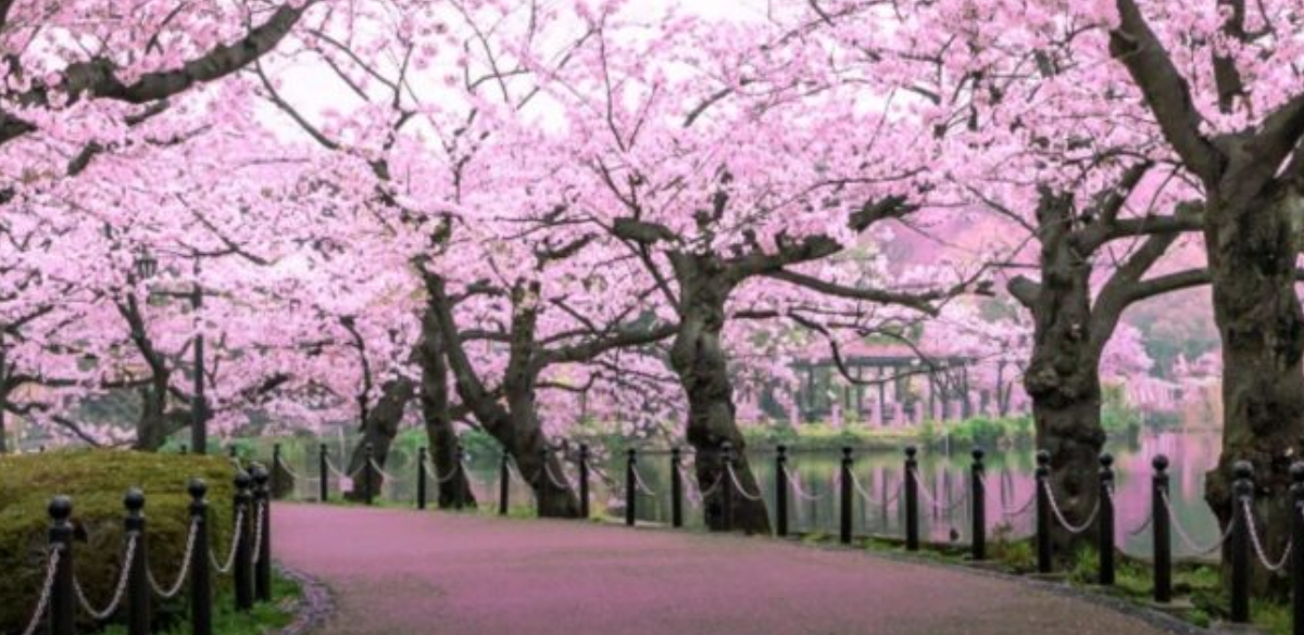 In Shillong 1269 high end tourists visited Cherry Blossom Festival