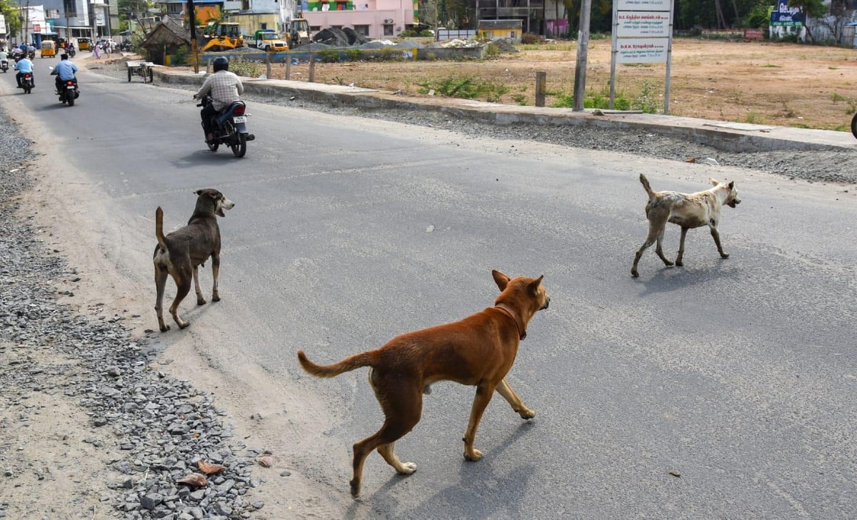 Madhya Pradesh: Sendhwa Launches Campaign To Remove Stray Dogs