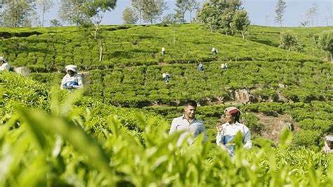 Tea garden workers in big trouble, Assam