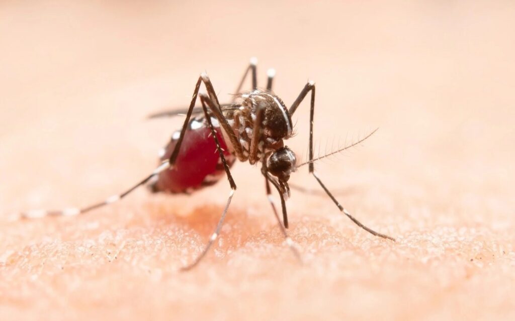 New study highlights dengue’s heart health risks