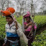 Supreme Court summons Assam’s chief secretary over tea workers’ dues