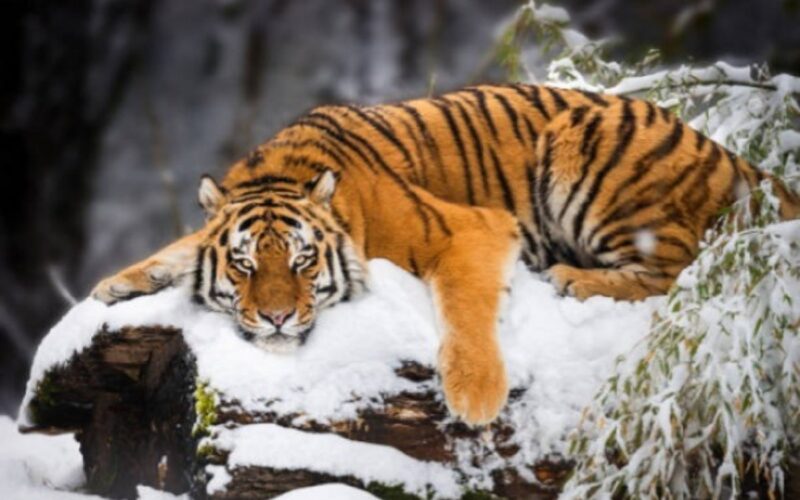 Representing India, Sikkim joins high-altitude tiger conservation meeting in Bhutan