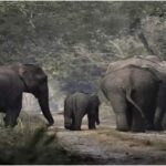 Near Bagdogra, an elephant attack on Asian Highway II claimed two lives