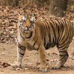 “Territorial Fight” Suspected by Officials After Tiger Carcass Found in Kaziranga National Park