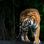 Infighting is suspected in the mystery of Tiger’s death at Kaziranga