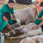 Cows are kept in an abandoned house in Domjur Rural Hospital, the picture was caught on camera