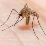 Kokrajhar Malaria outbreak claims 5 lives, including young child, authorities step in