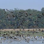 Barbhagia in Jamugurihat has become a winter haven for migratory birds