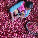 Onion prices plunge by 50% in a week