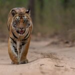 Tiger conservation in Eastern Himalayas gets a boost as Sikkim enhances efforts