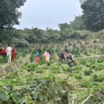 Tripura: Assam Rifles destroy over 16 hectares of ganja plantation in Sonamura