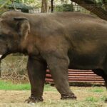 No elephants transported outside the state in recent past: Assam govt