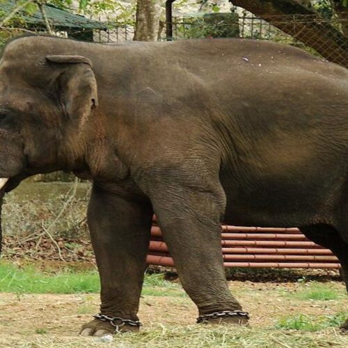 No elephants transported outside the state in recent past: Assam govt