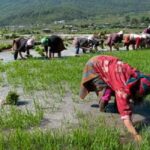 Towards Sustainability: Bhutan’s Commitment to Organic Farming