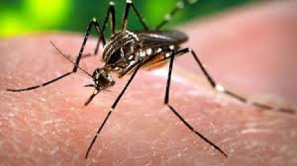 World Health Groups Take Action Against Global Dengue Outbreak