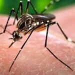 World Health Groups Take Action Against Global Dengue Outbreak