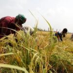 Bangladesh Achieves Record-Breaking Rice Production