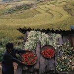 Bhutan Strengthens Organic Farming for Sustainable Agriculture