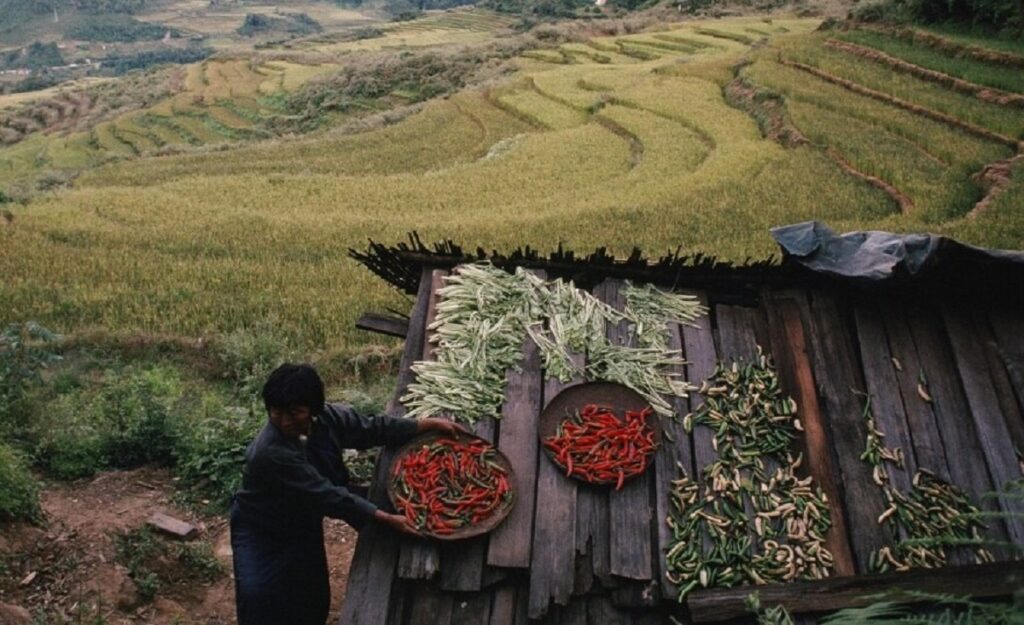 Bhutan Promotes Sustainable Agriculture with Organic Farming Program