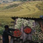 Bhutan Promotes Sustainable Agriculture with Organic Farming Program