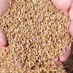 Anna Sewa Din: Assam distributes 89.11% of food grains by day 7