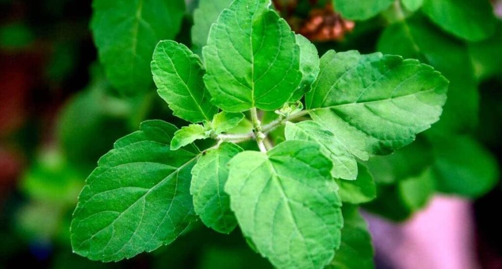 Ayurvedic component Tulsi truly a magic medicine