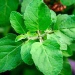 Ayurvedic component Tulsi truly a magic medicine