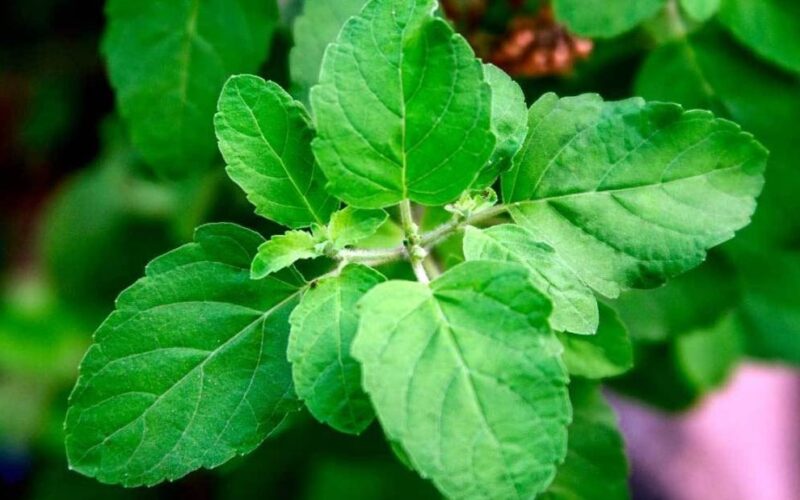 Ayurvedic component Tulsi truly a magic medicine