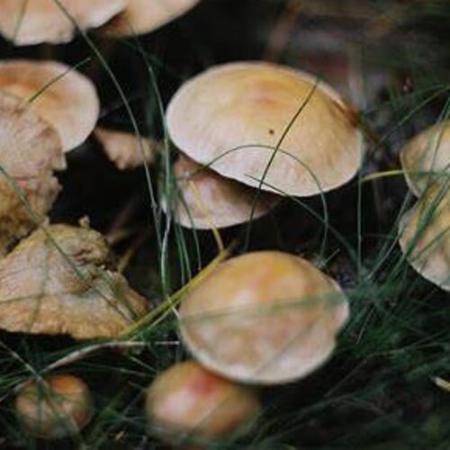 Dhubri woman finds success in mushroom farming