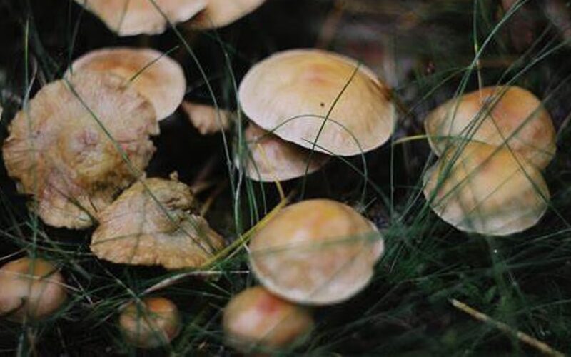 Dhubri woman finds success in mushroom farming