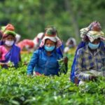 Attabarie Tea Estate was named the Best Black CTC Tea in the World