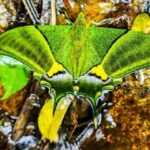 India’s first live photo of female Kaiser-i-Hind butterfly captured in Sikkim