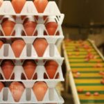 UK Faces Egg Shortage Due to Bird Flu and Brexit Costs