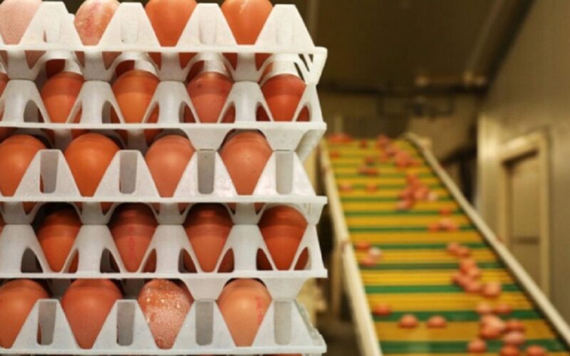 UK Faces Egg Shortage Due to Bird Flu and Brexit Costs