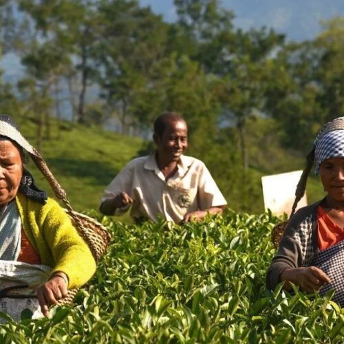 Across Tea Estates, ABITA commemorates the World Day for Safety and Health at Work