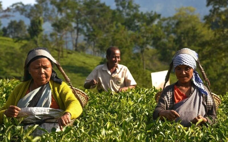 Across Tea Estates, ABITA commemorates the World Day for Safety and Health at Work
