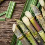 In Assam, the world’s first boilerless sugarcane processing facility was established