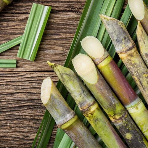 In Assam, the world’s first boilerless sugarcane processing facility was established