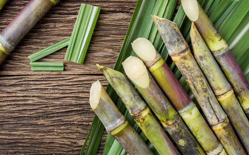 In Assam, the world’s first boilerless sugarcane processing facility was established