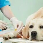 Assam to establish pet care hospital, veterinary medical faculties in state