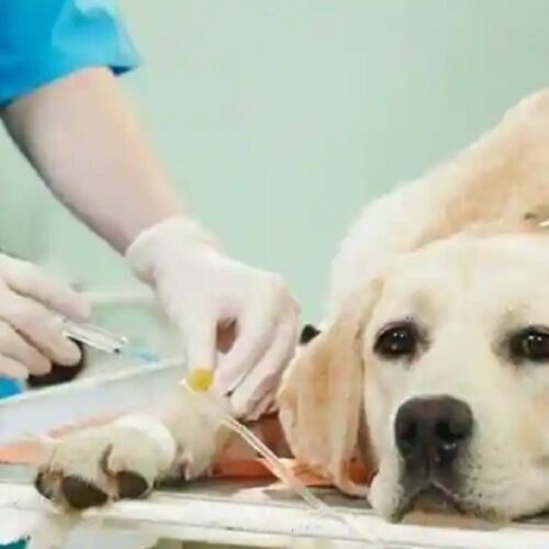 Assam to establish pet care hospital, veterinary medical faculties in state
