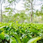 Assam Cabinet rolls out paid PSO scheme, mega concert plan and wage hike for tea garden workers