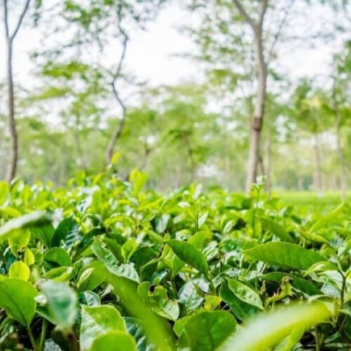Assam Cabinet rolls out paid PSO scheme, mega concert plan and wage hike for tea garden workers