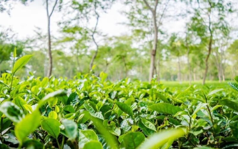 Assam Cabinet rolls out paid PSO scheme, mega concert plan and wage hike for tea garden workers