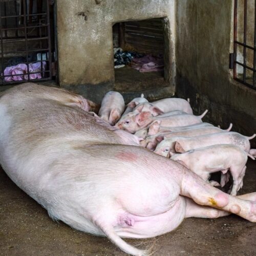 Authorities in Barpeta implement tough measures in response to ASF outbreak