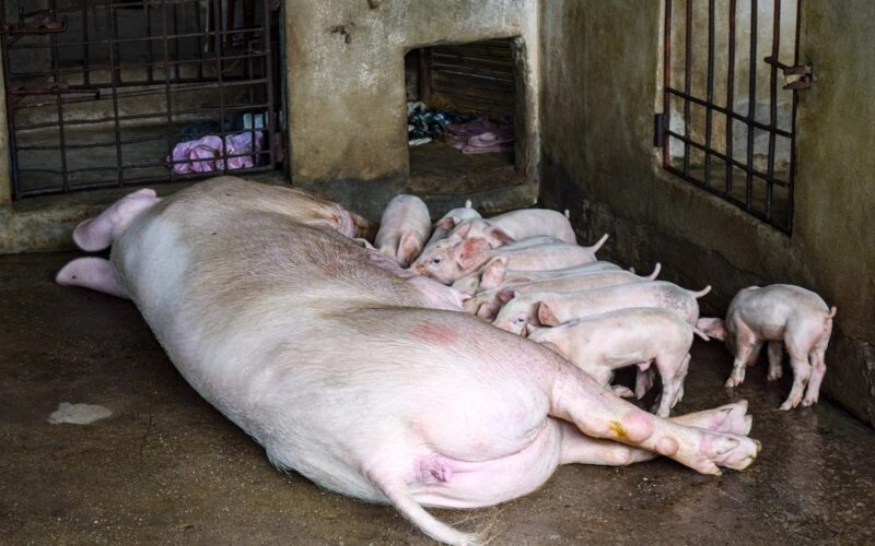 Authorities in Barpeta implement tough measures in response to ASF outbreak